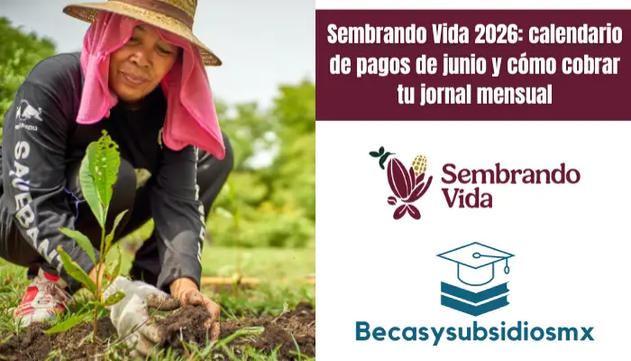 Sembrando Vida 2026: calendario de pagos de junio y cómo cobrar tu jornal mensual